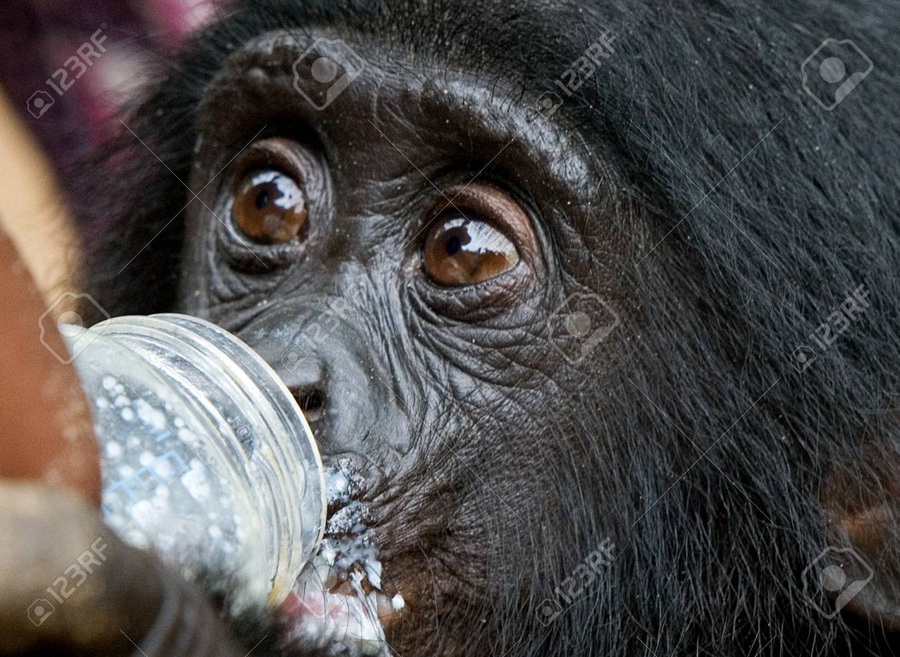 赤ちゃんボノボ飲む牛乳瓶から コンゴ民主共和国 ローラ屋ボノボ国立公園 優秀なイラスト の写真素材 画像素材 Image
