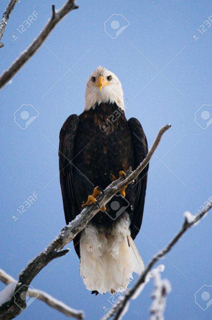 bald eagle perched on