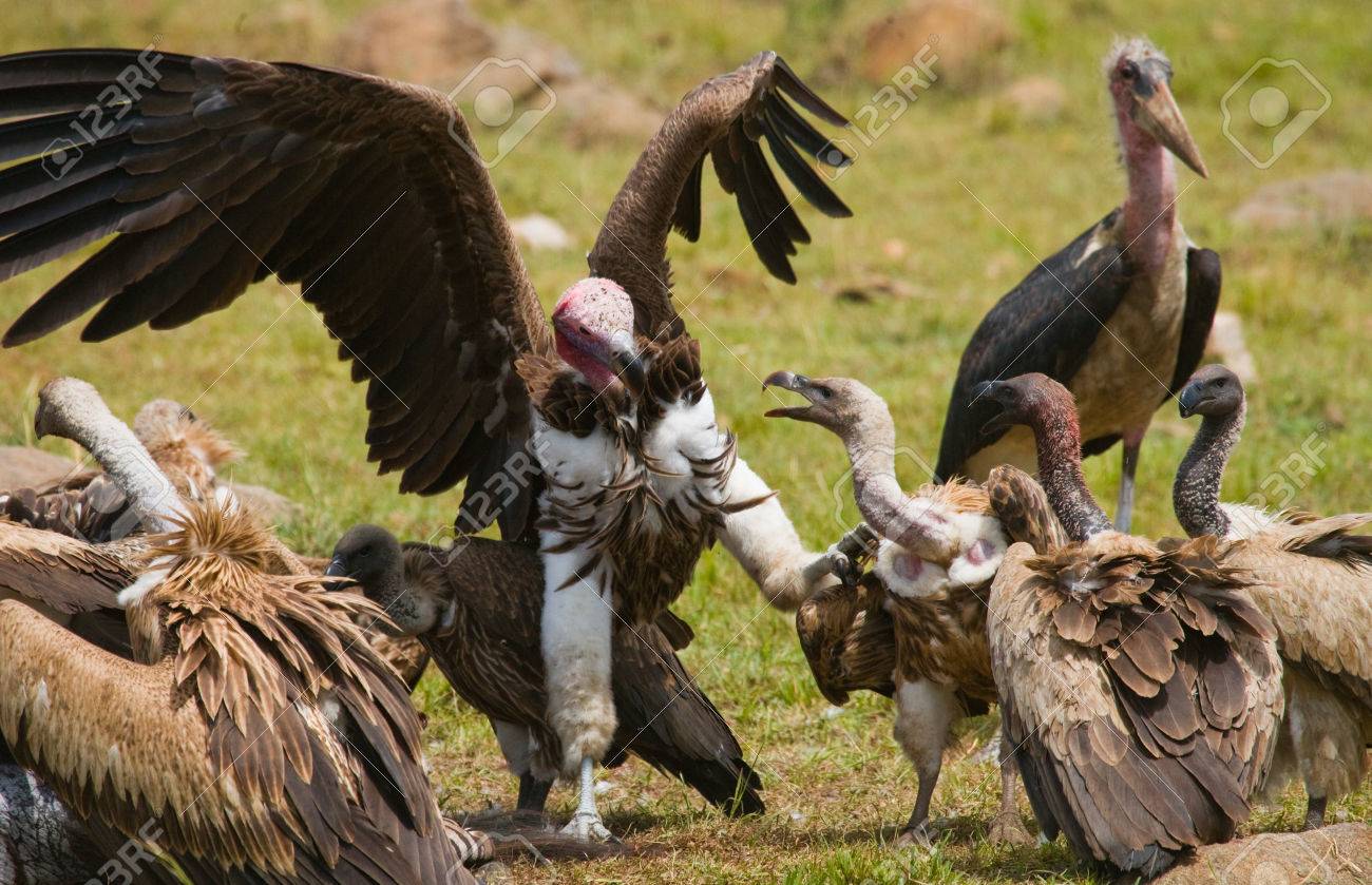 Predatory Birds Are Fighting With Each Other For The Prey. Kenya.  Tanzania.East Africa. Stock Photo, Picture and Royalty Free Image. Image  64744029., image size:1300x839