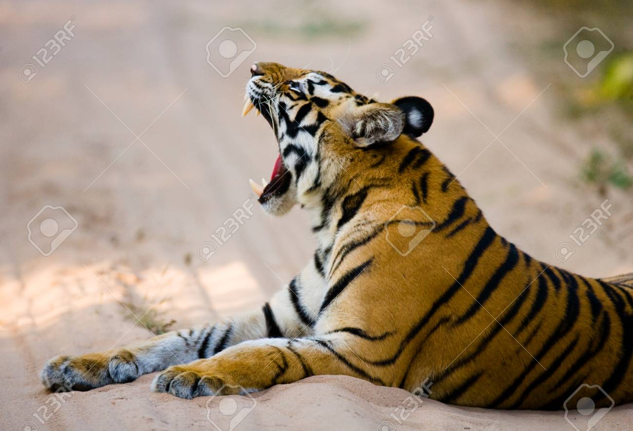 etiam-dictum-ipsum-a-felis