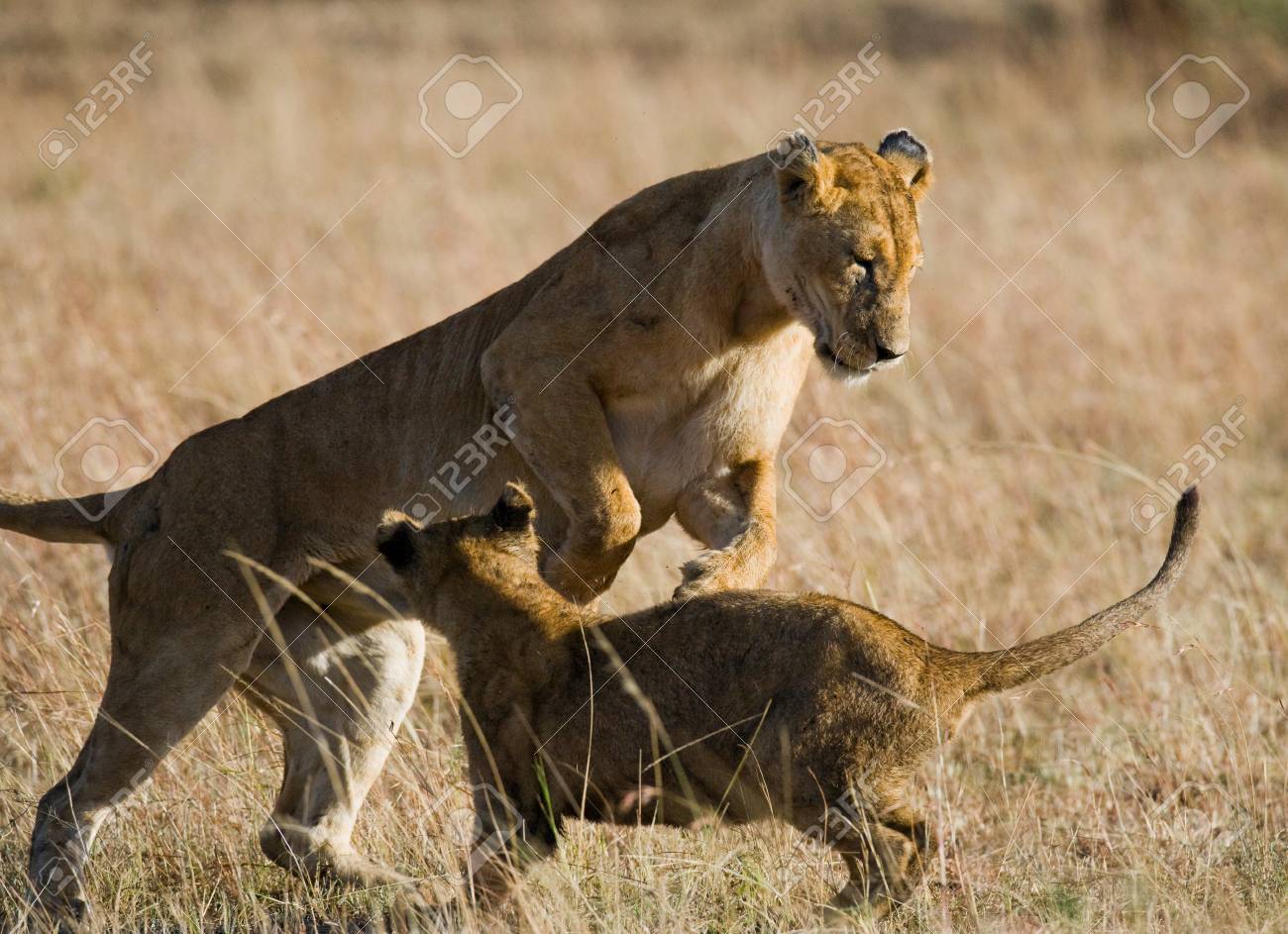 Leoa E Seus Filhotes Brincando Uns Com Os Outros Em Savana Quenia Tanzania Masai Mara Serengeti Fotos Retratos Imagenes Y Fotografia De Archivo Libres De Derecho Image 65249767