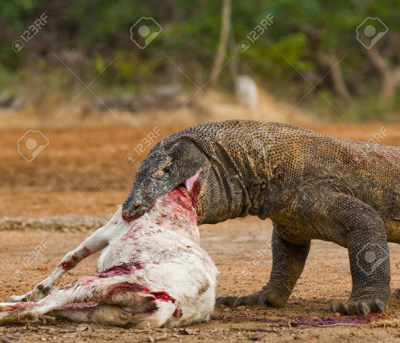 komodo dragons eat their prey indonesia komodo national park
