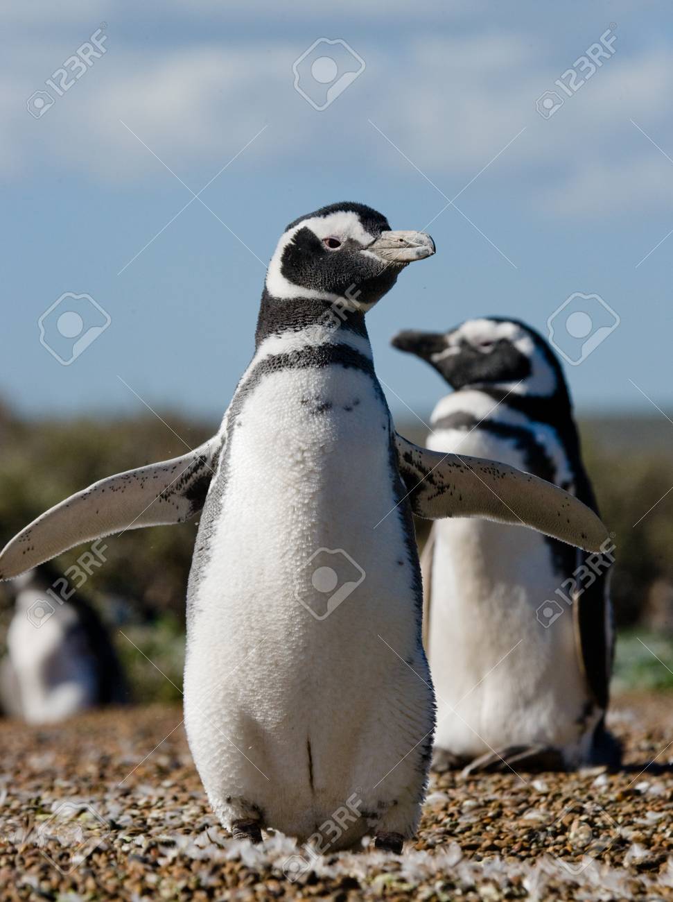 マゼラン ペンギンの肖像画 クローズ アップ アルゼンチン バルデス半島 優秀なイラスト の写真素材 画像素材 Image マゼラン ペンギンの肖像画 クローズ アップ アルゼンチン バルデス半島 優秀なイラスト の写真素材 画像素材 Image