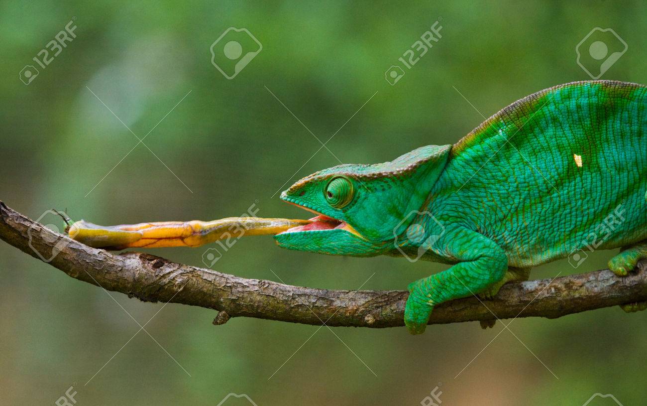 カメレオンの舌 カメレオンの舌の速度