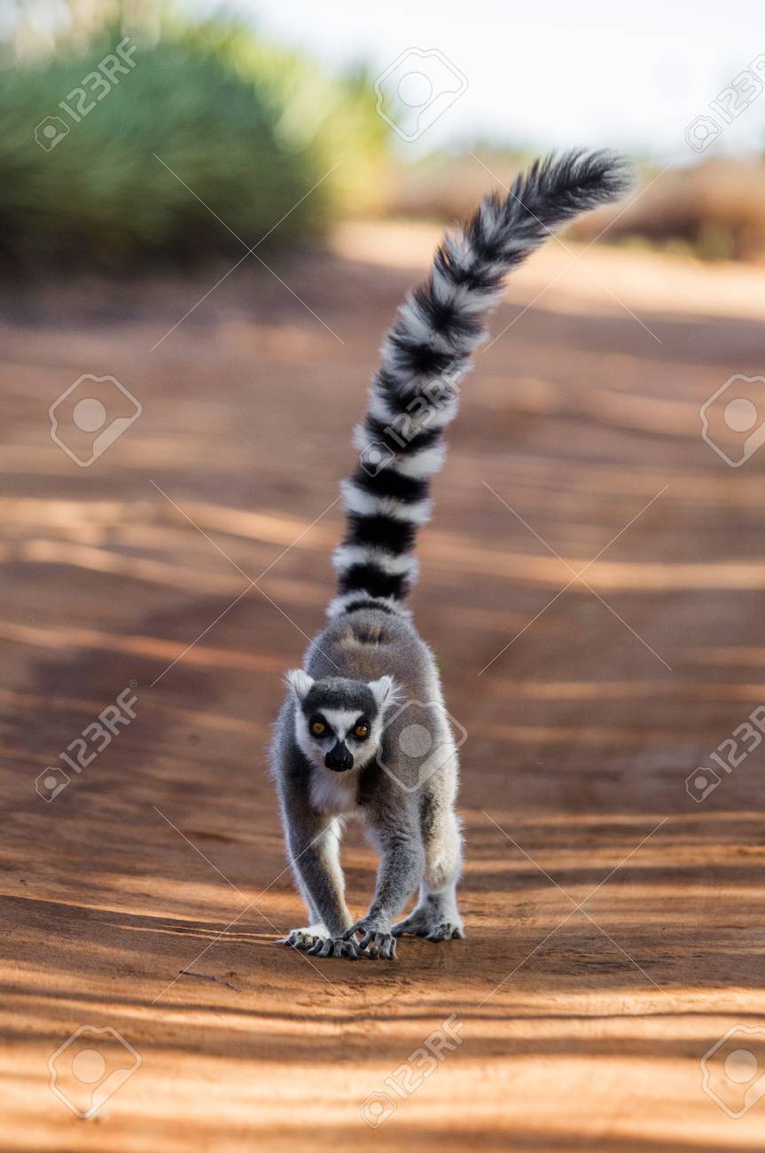 マダガスカルのキツネザル アート作品 ベクターリングテールマダガスカルキツネザルイラスト - IUCN