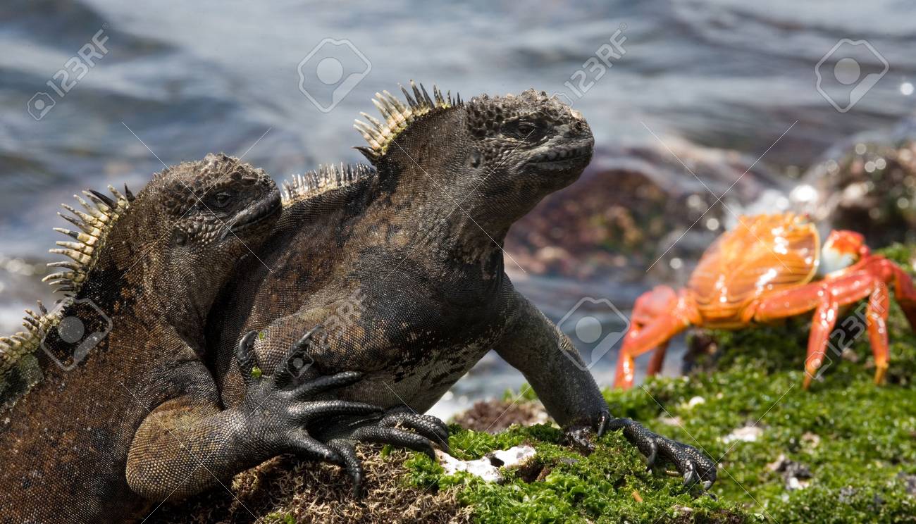 海洋イグアナは カニと一緒に石に座っています ガラパゴス諸島 太平洋 エクアドル 優秀なイラスト の写真素材 画像素材 Image