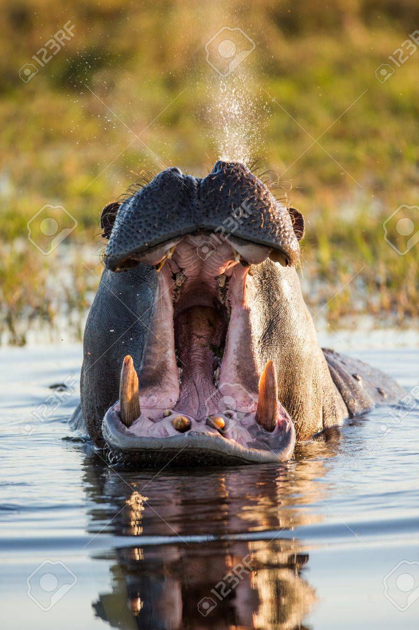 カバは水の中に座って 口を開けて あくび ボツワナ オカバンゴ湿地帯 優秀なイラスト の写真素材 画像素材 Image