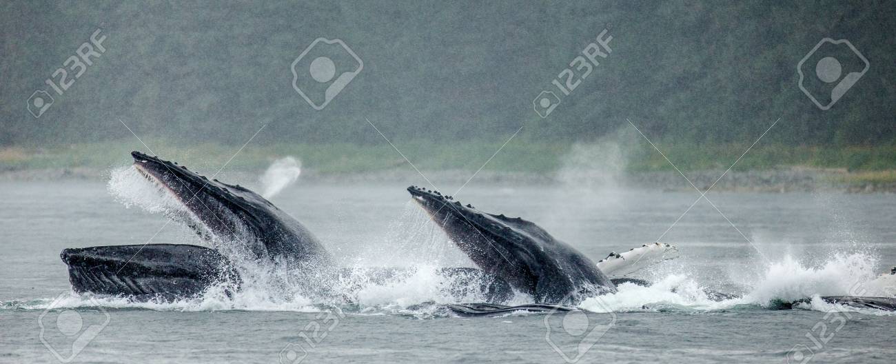 ザトウクジラは 噴水をしましょう チャタム海峡エリア アラスカ 米国 優秀なイラスト の写真素材 画像素材 Image