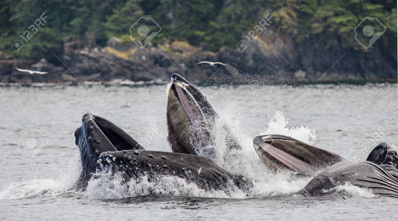 ザトウクジラのジャンプ チャタム海峡エリア アラスカ 米国 優秀なイラスト の写真素材 画像素材 Image