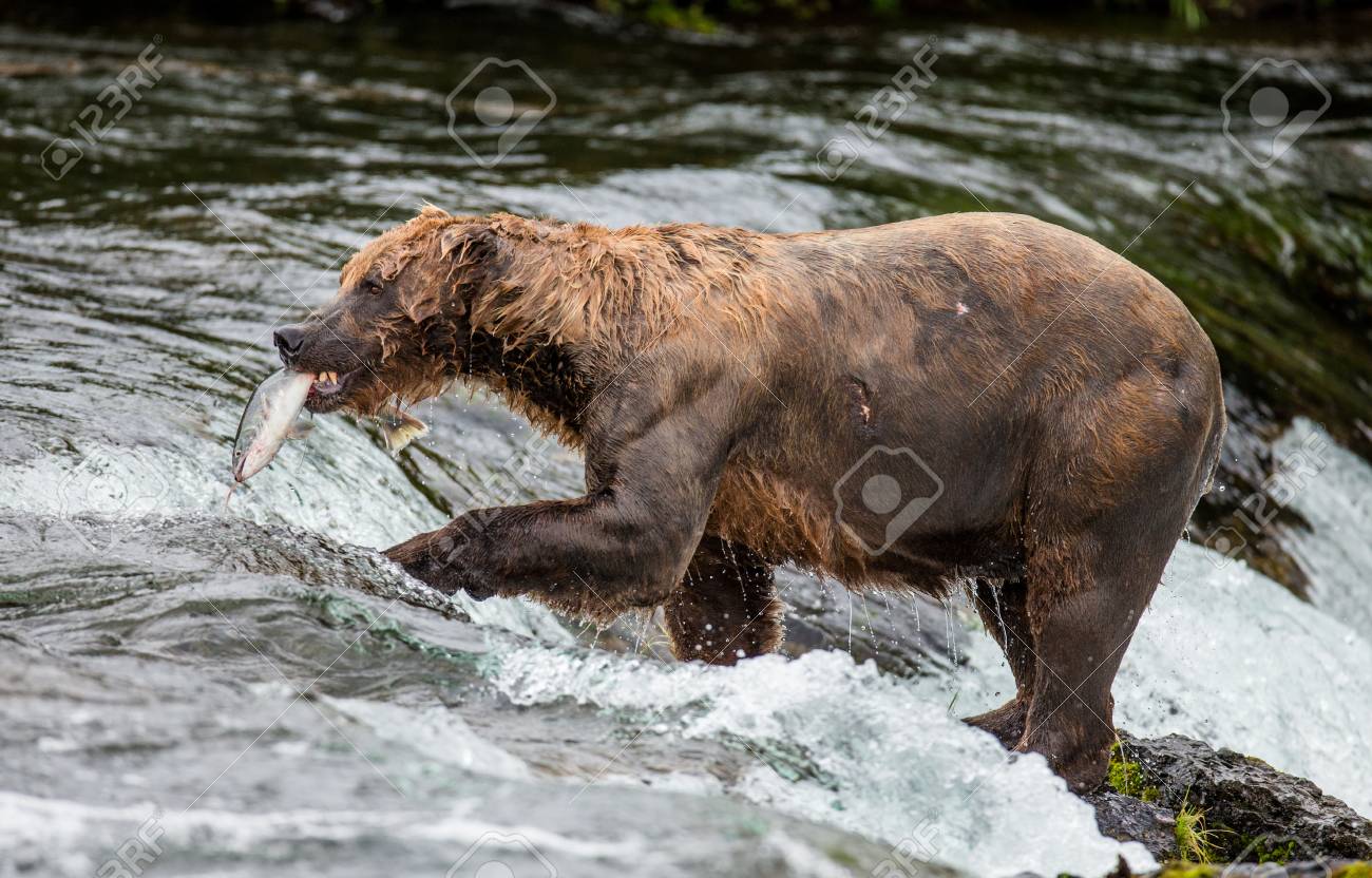 ヒグマが川で鮭を食べるします 米国 アラスカ カトマイ国立公園 優秀なイラスト の写真素材 画像素材 Image
