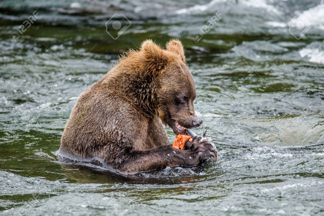 ヒグマが川で鮭を食べるします 米国 アラスカ カトマイ国立公園 優秀なイラスト の写真素材 画像素材 Image