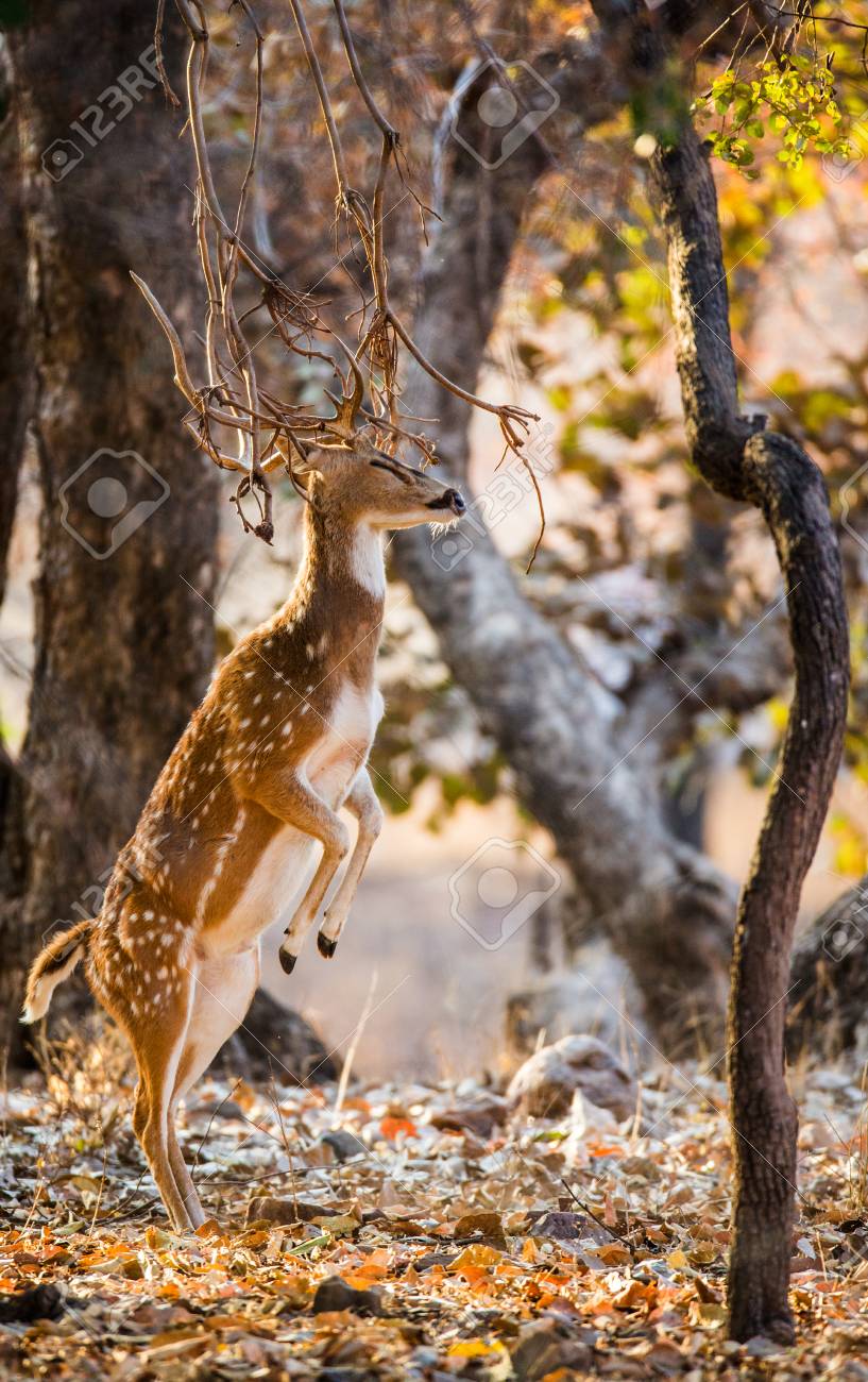 Deer On Hind Legs Deer On Hind Legs