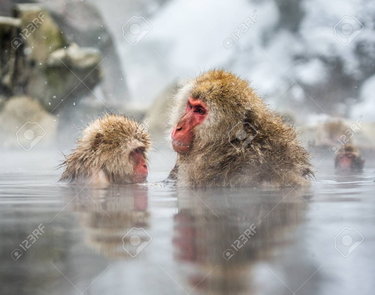 ママと赤ちゃんのニホンザル 温泉の水に座っています 日本 長野です 野猿公苑 優秀なイラスト の写真素材 画像素材 Image 6454