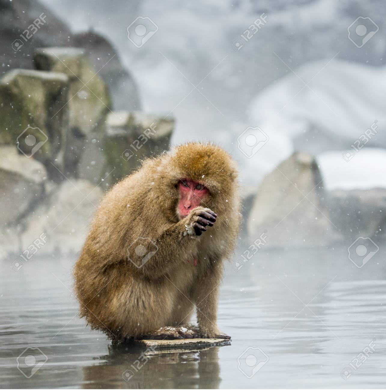 ニホンザル 温泉の水に座っています 日本 長野です 野猿公苑 優秀なイラスト の写真素材 画像素材 Image