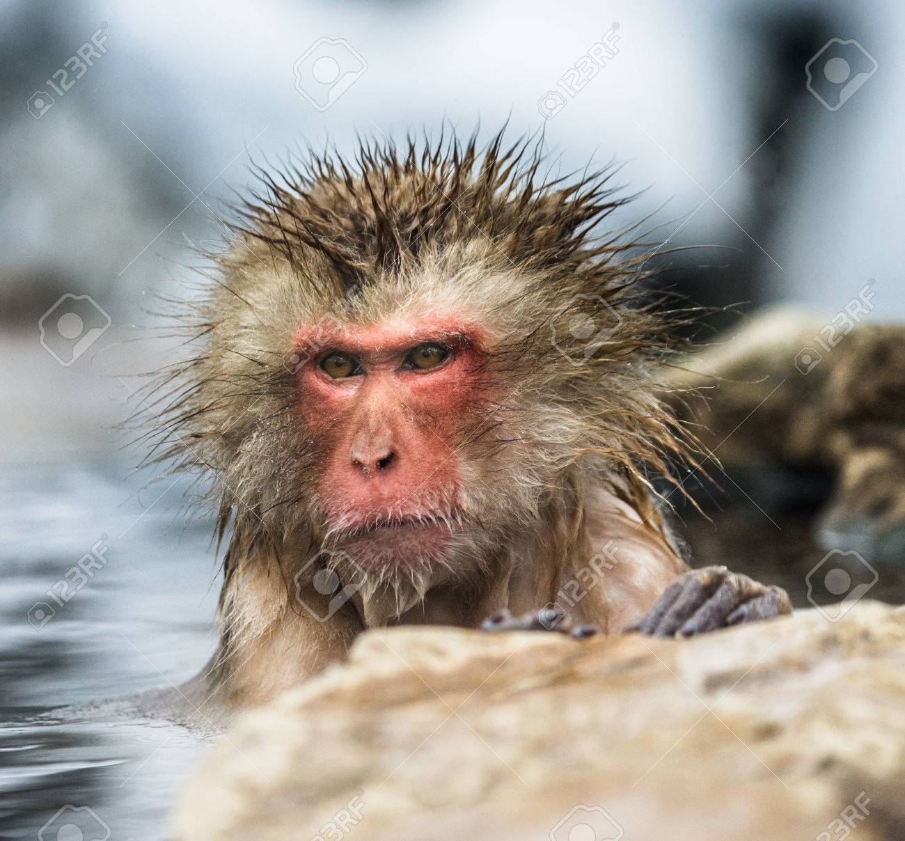 ニホンザル 温泉の水に座っています 日本 長野です 野猿公苑 優秀なイラスト の写真素材 画像素材 Image ニホンザル 温泉の水に座っています 日本 長野です 野猿公苑 優秀なイラスト の写真素材 画像素材 Image