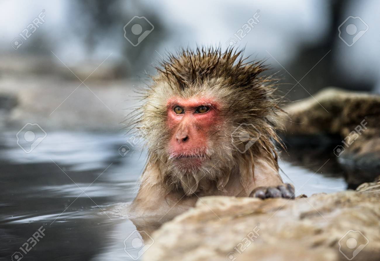 ニホンザル 温泉の水に座っています 日本 長野です 野猿公苑 優秀なイラスト の写真素材 画像素材 Image
