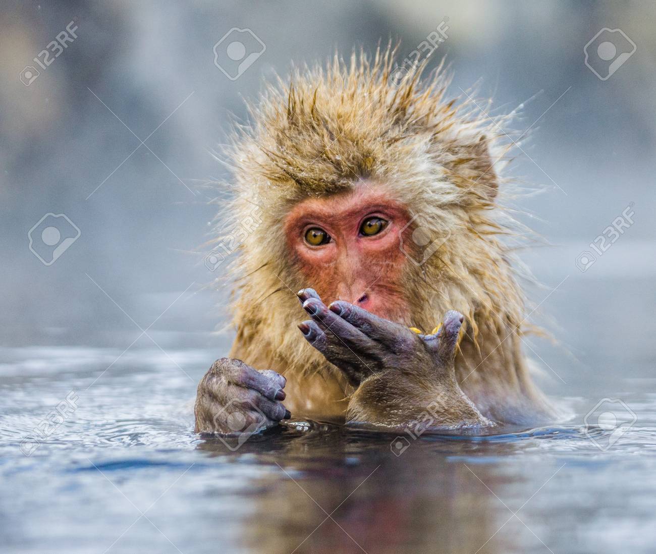ニホンザル 温泉の水に座っています 日本 長野です 野猿公苑 優秀なイラスト の写真素材 画像素材 Image
