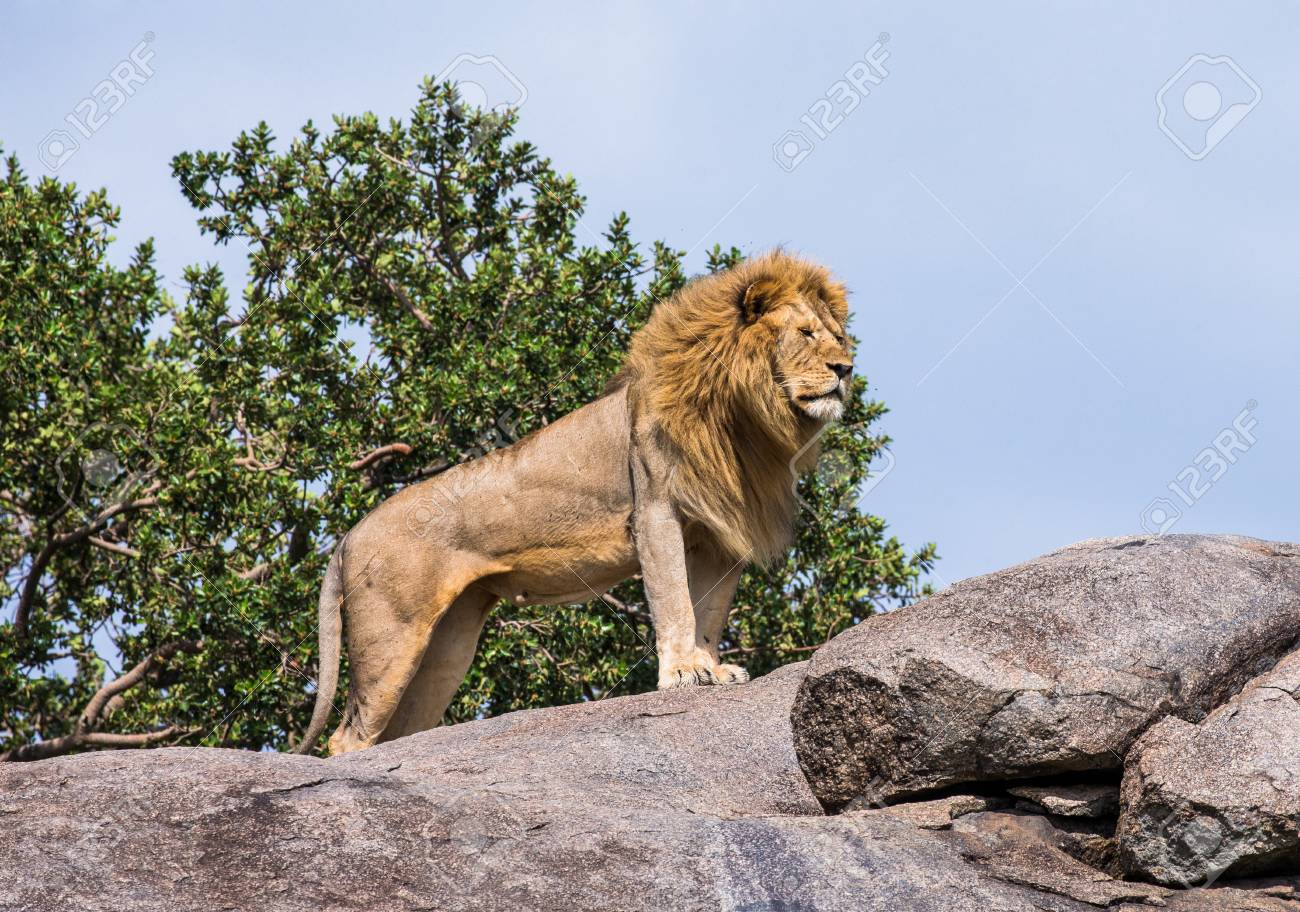 大きな岩の上に大きな雄のライオン。セレンゲティ国立公園。タンザニア