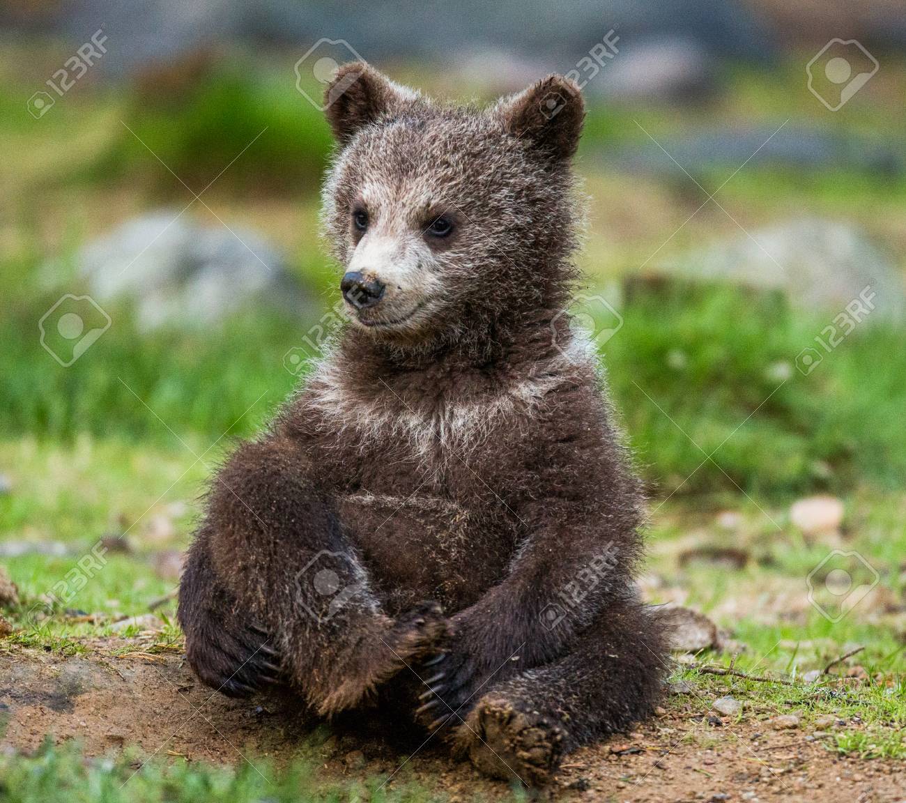Funny Bear Cubs On The Ground In The Forest Summer Finland