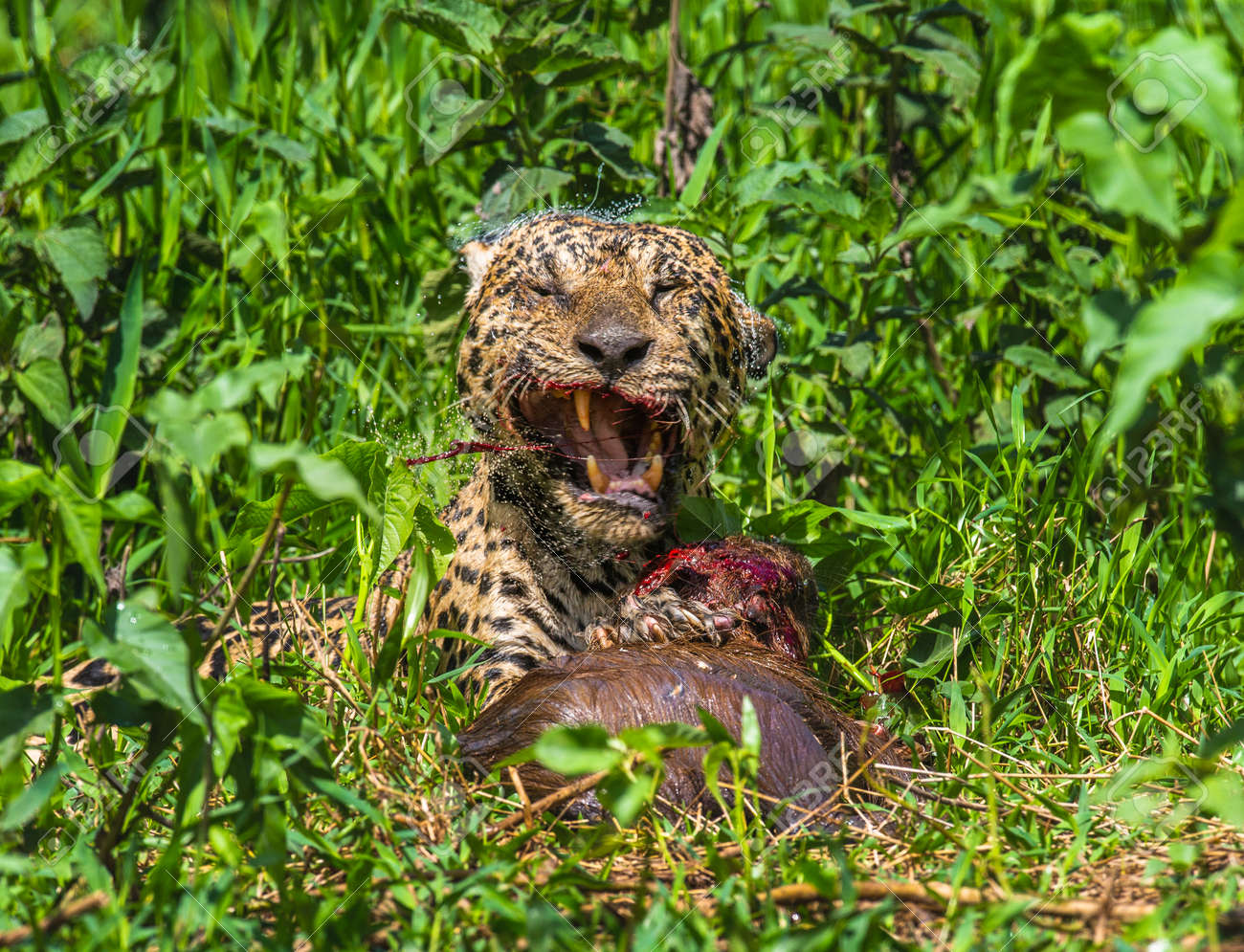 etiam-dictum-ipsum-a-felis