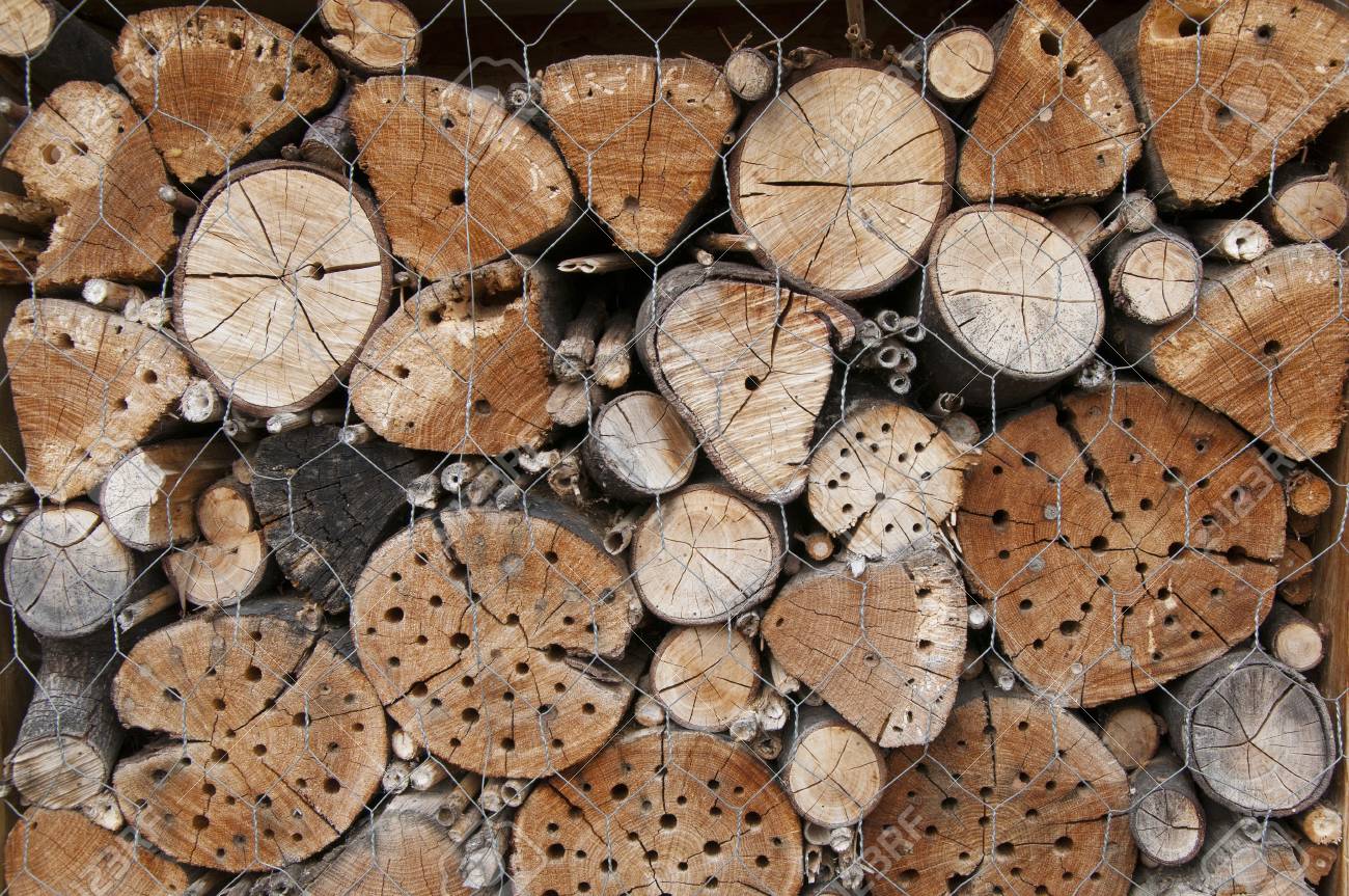 昆虫の家 虫の温床 昆虫 の写真素材 画像素材 Image