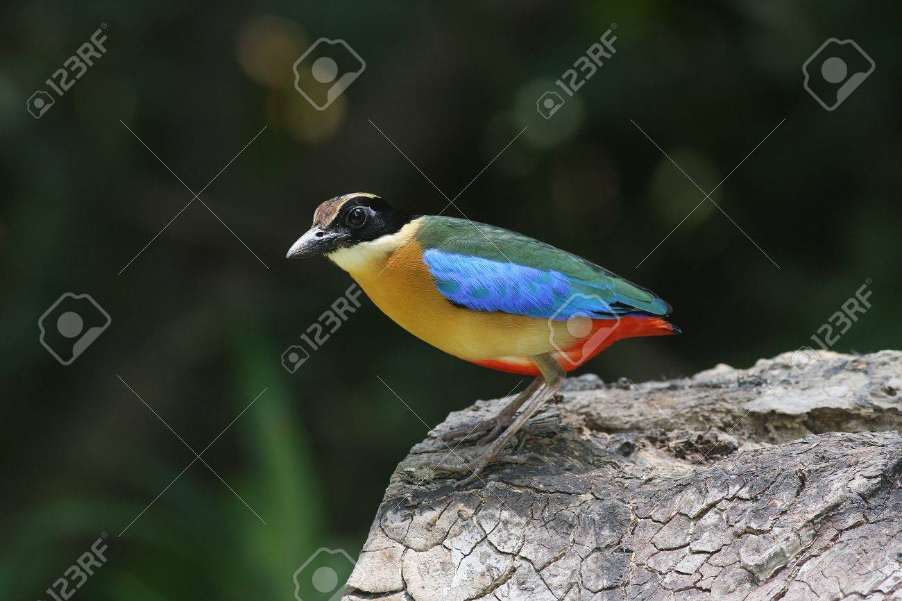 etiam-dictum-ipsum-a-felis