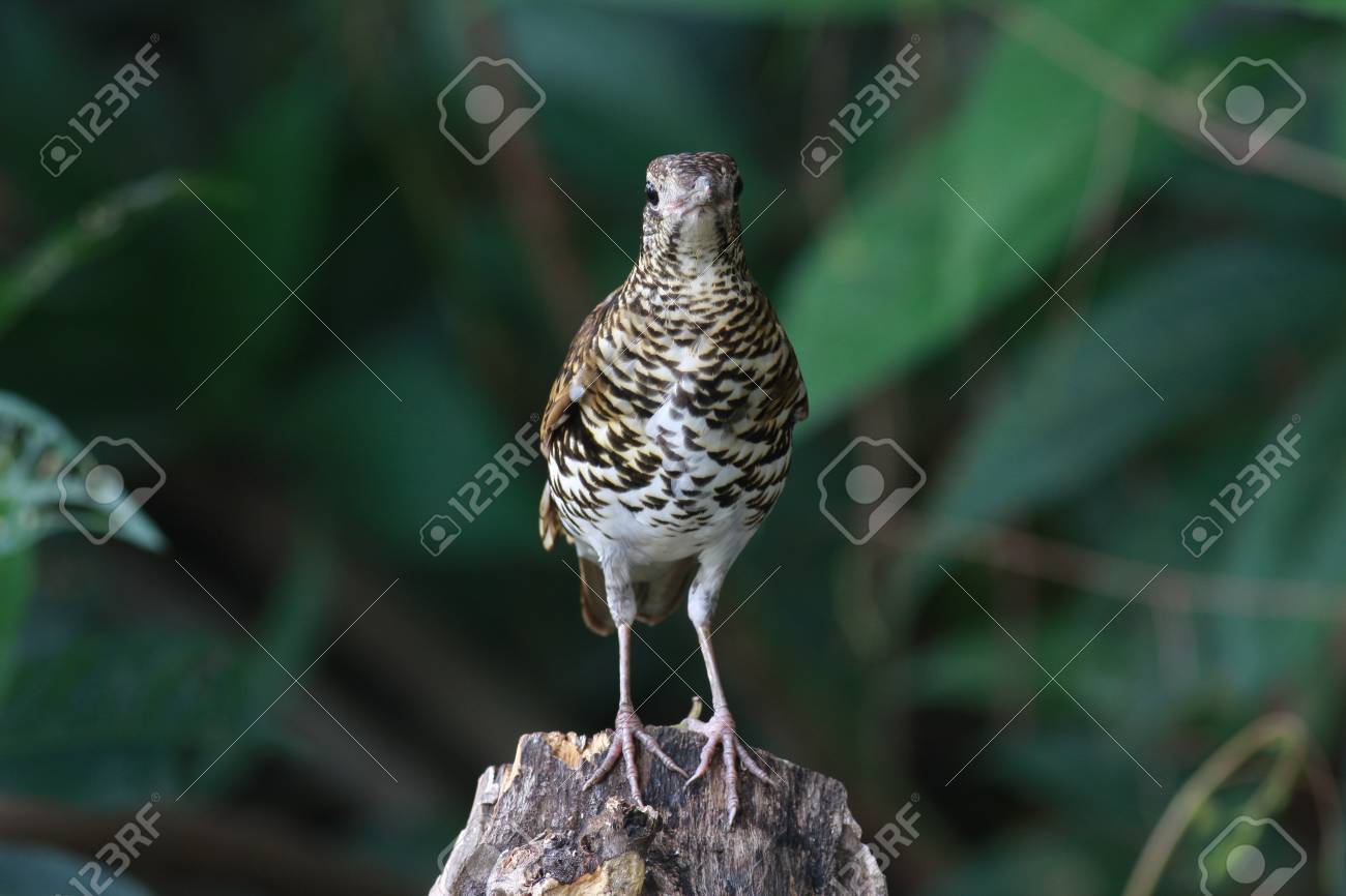 etiam-dictum-ipsum-a-felis