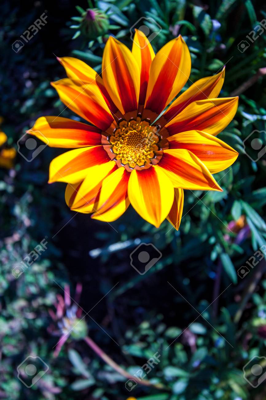 etiam-dictum-ipsum-a-felis