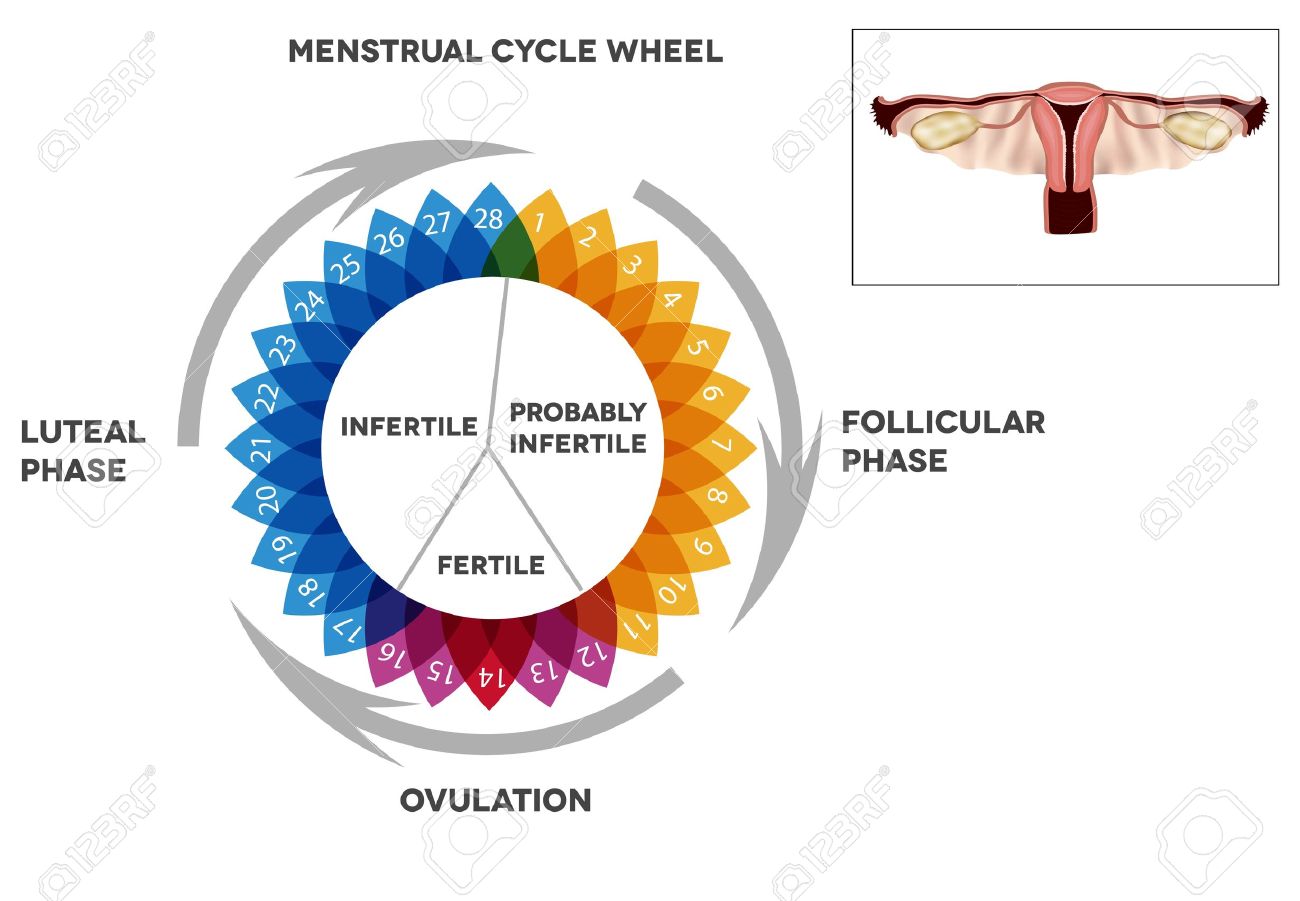 Woman S Cycle Chart