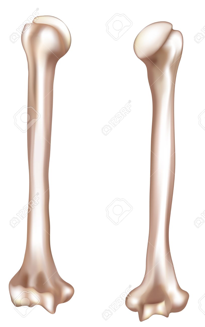 humerus upper arm bone detailed medical illustration from front and
