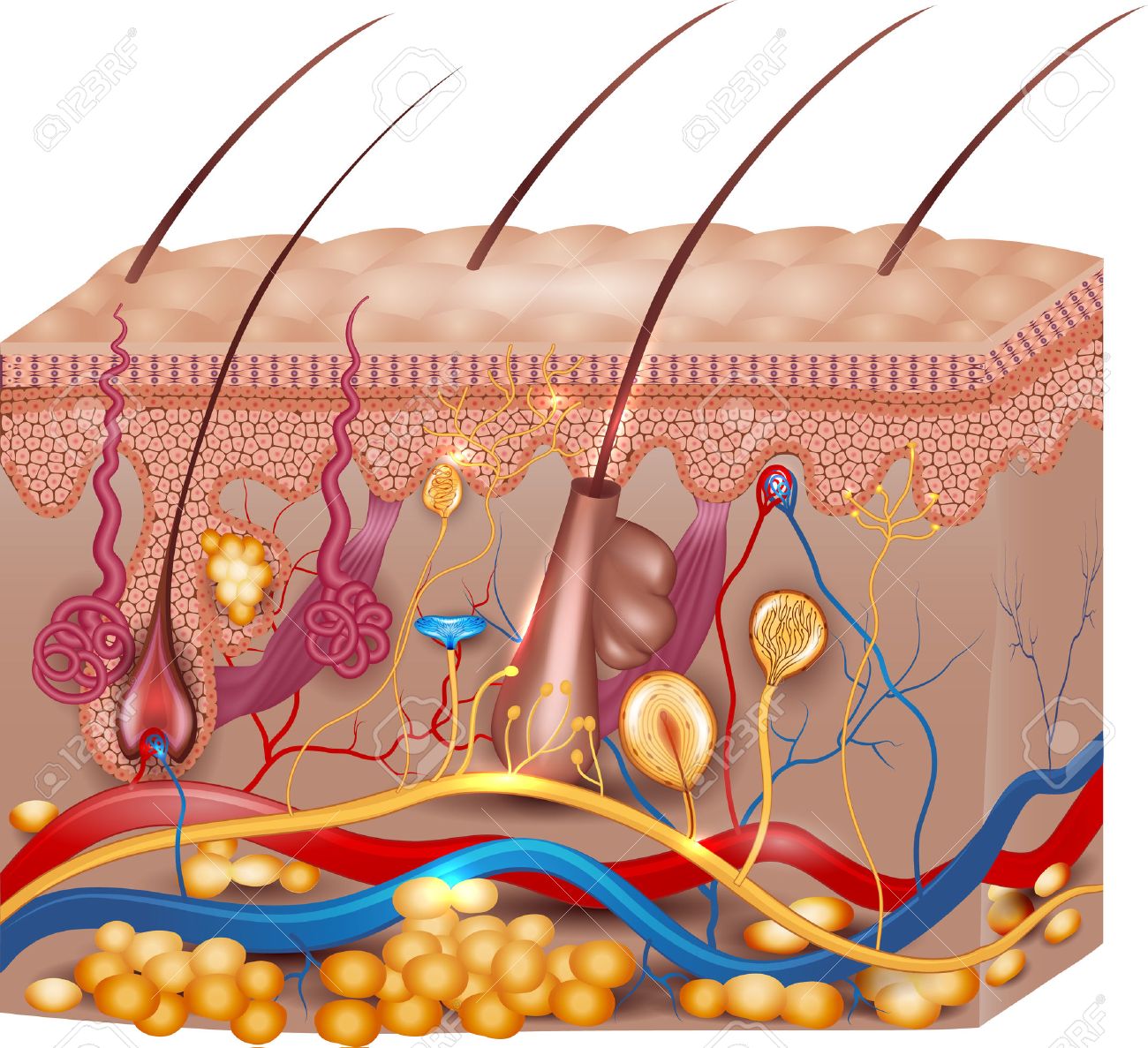 皮膚の解剖学 美しい明るい色の詳細な医療イラストのイラスト素材 ベクタ Image
