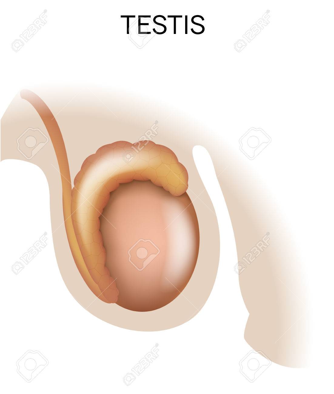精巣は 男性の生殖器官 のイラスト素材 ベクタ Image