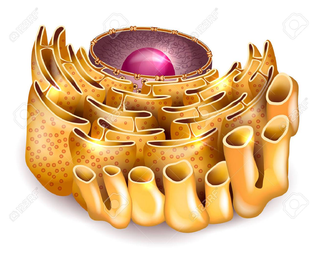 Cell Nucleus And Endoplasmic Reticulum Detailed Anatomy On A White  Background Royalty Free SVG, Cliparts, Vectors, and Stock Illustration.  Image 49984949., image size:1300x1076