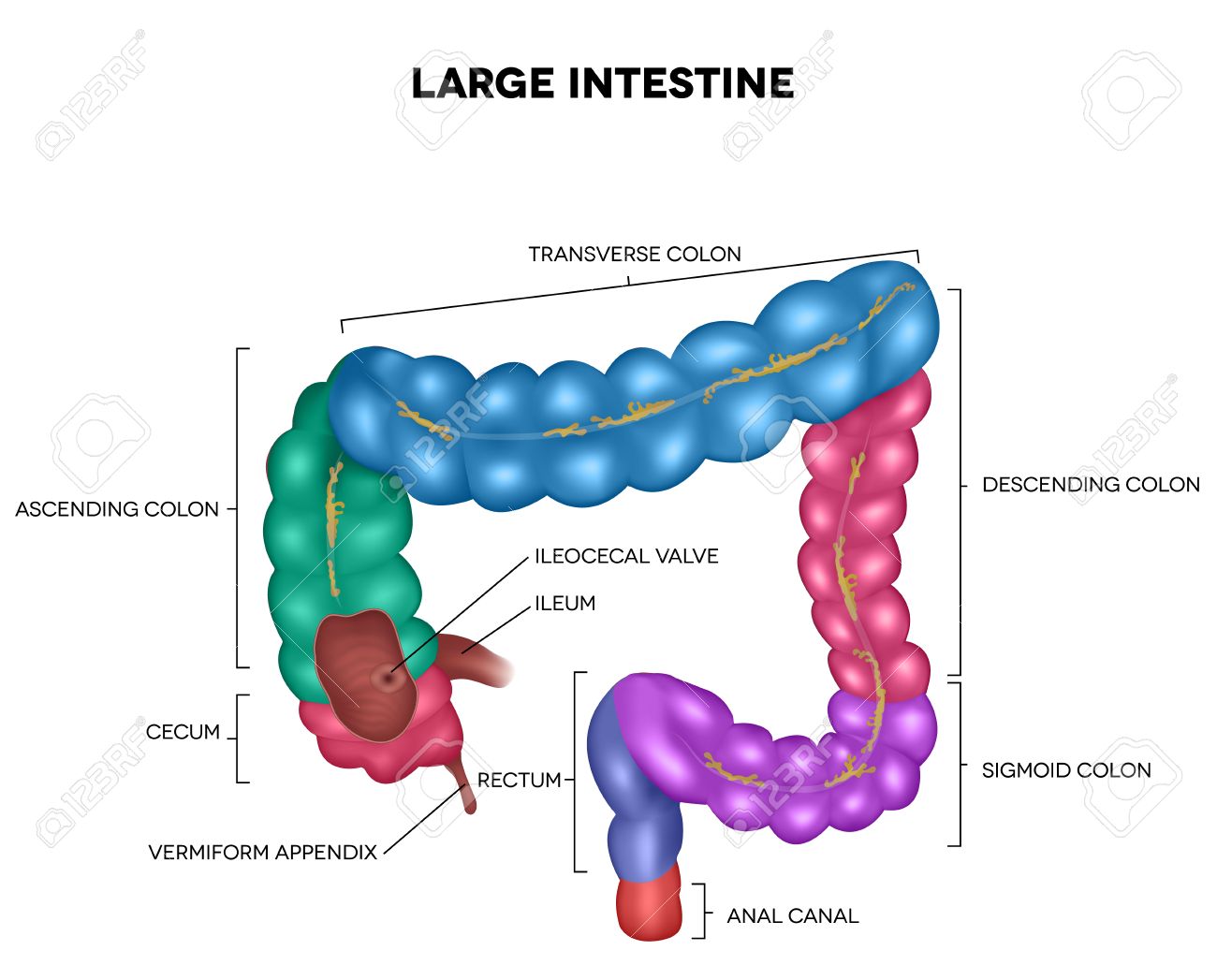 large intestine colon detailed illustration of colon ileum