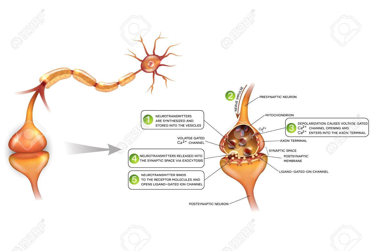 ニューロンとシナプスのクローズ アップ 美しいカラフルなイラスト解剖学を詳しく説明します ニューロンは 別のニューロンに信号を渡します のイラスト素材 ベクタ Image ニューロンとシナプスのクローズ アップ 美しいカラフルなイラスト解剖学を詳しく説明します ニューロンは 別のニューロンに信号を渡します のイラスト素材 ベクタ Image