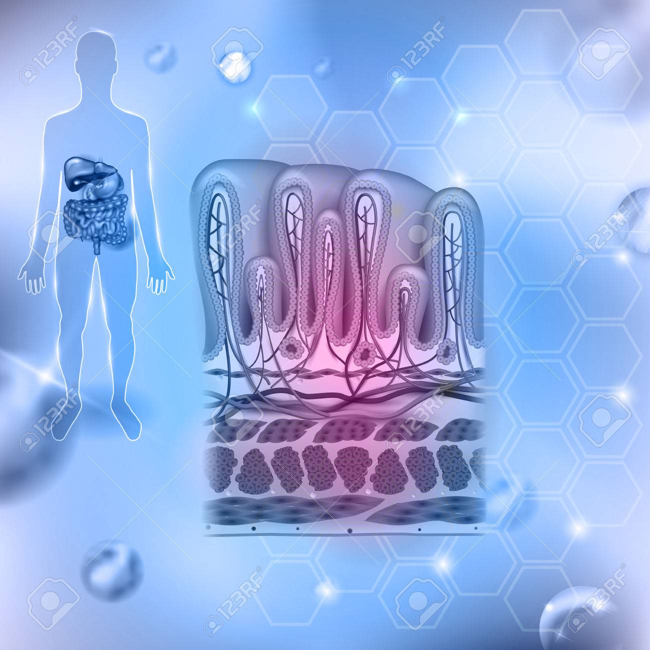 Capas De La Pared Del Estomago Detallada Anatomia Dibujo De