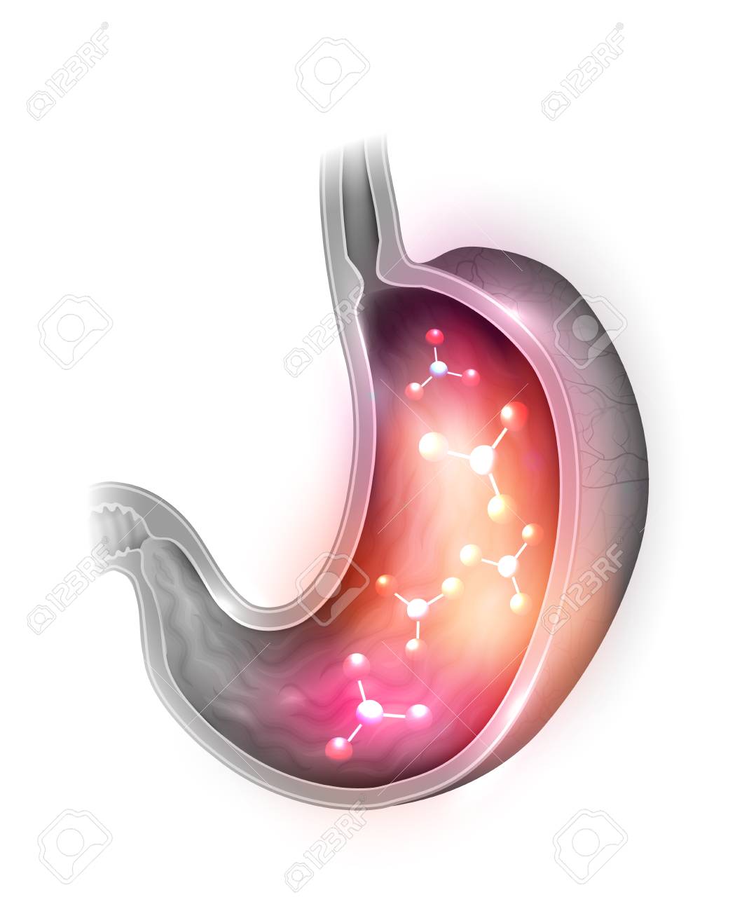 Human Stomach anatomy cross section, molecules inside the stomach on a white background - 126864655 Human Stomach anatomy cross section, molecules inside the stomach on a white background - 126864655