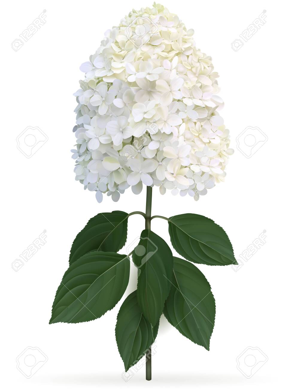 Hydrangea paniculata Limelight in late summer, high quality detailed illustration on a white background. This sort is winter hardy and change color from lime green to creamy white in late summer - 131788434 Hydrangea paniculata Limelight in late summer, high quality detailed illustration on a white background. This sort is winter hardy and change color from lime green to creamy white in late summer - 131788434