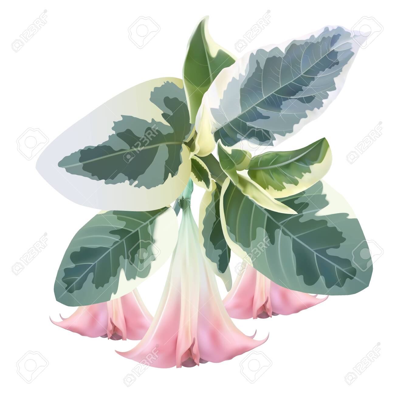 Brugmansia angel trumpet pink flower and variegated foliage isolated on a white background, high quality detailed illustration - 131788858 Brugmansia angel trumpet pink flower and variegated foliage isolated on a white background, high quality detailed illustration - 131788858