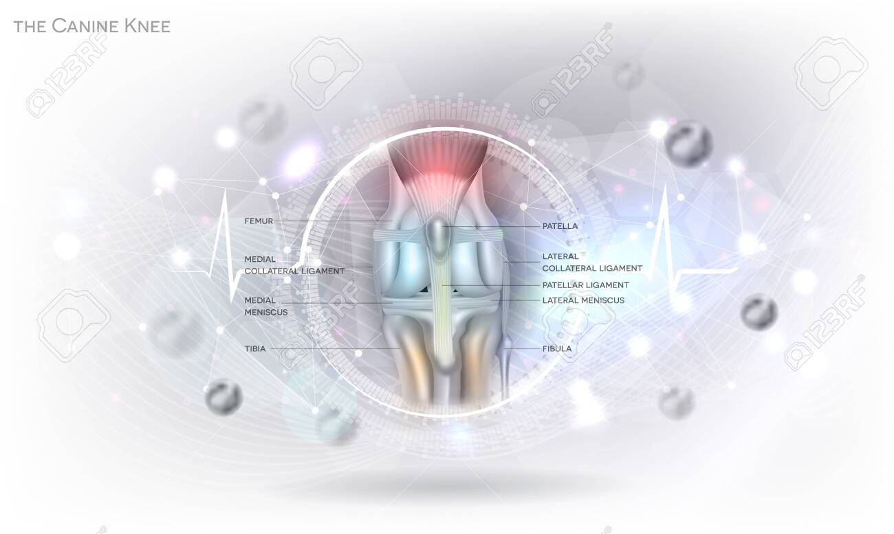 Anatomy of the canine (dog's) knee joint colorful design on an abstract glowing light grey scientific background. - 152481856 Anatomy of the canine (dog's) knee joint colorful design on an abstract glowing light grey scientific background. - 152481856