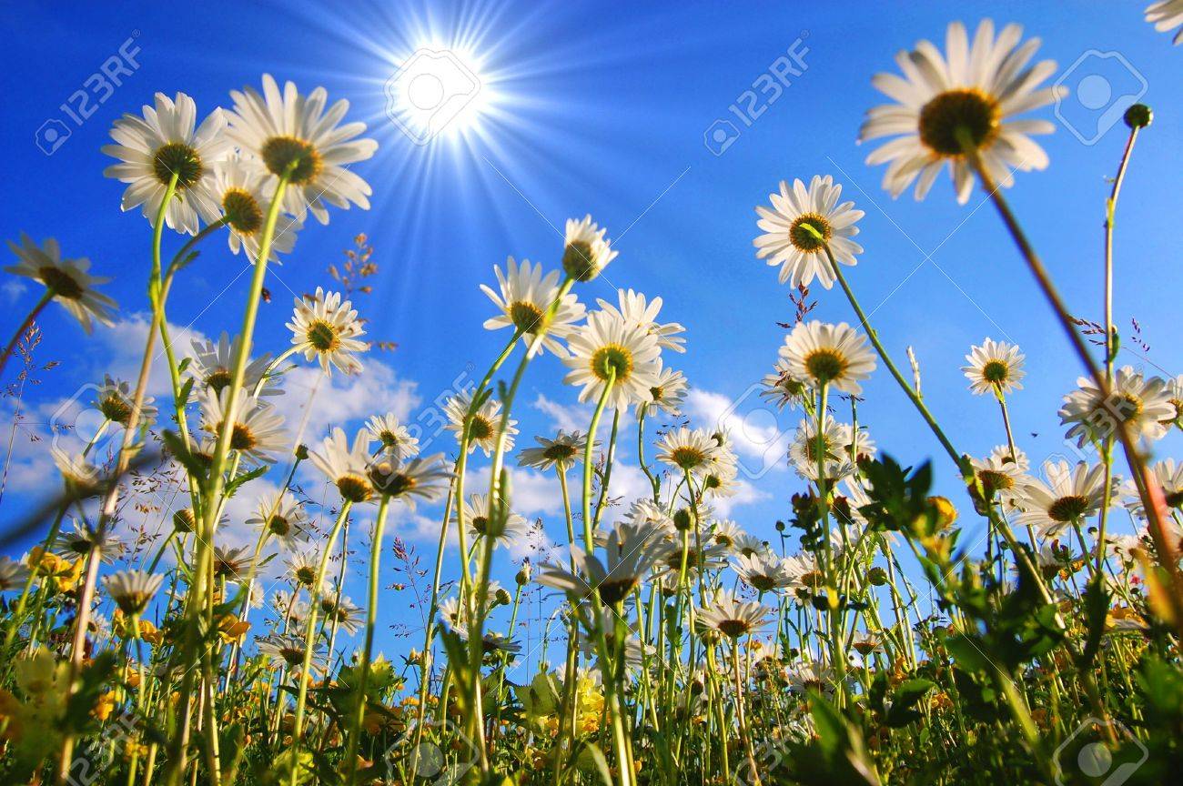 デイジー 空ボックス Centropolitico Org デイジー 空ボックス Centropolitico Org