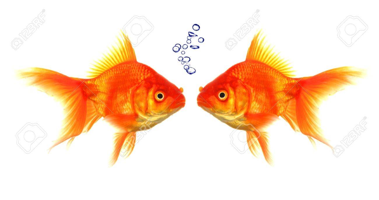 goldfish with bubbles showing discussion talk or conversation concept - 9104422 goldfish with bubbles showing discussion talk or conversation concept - 9104422