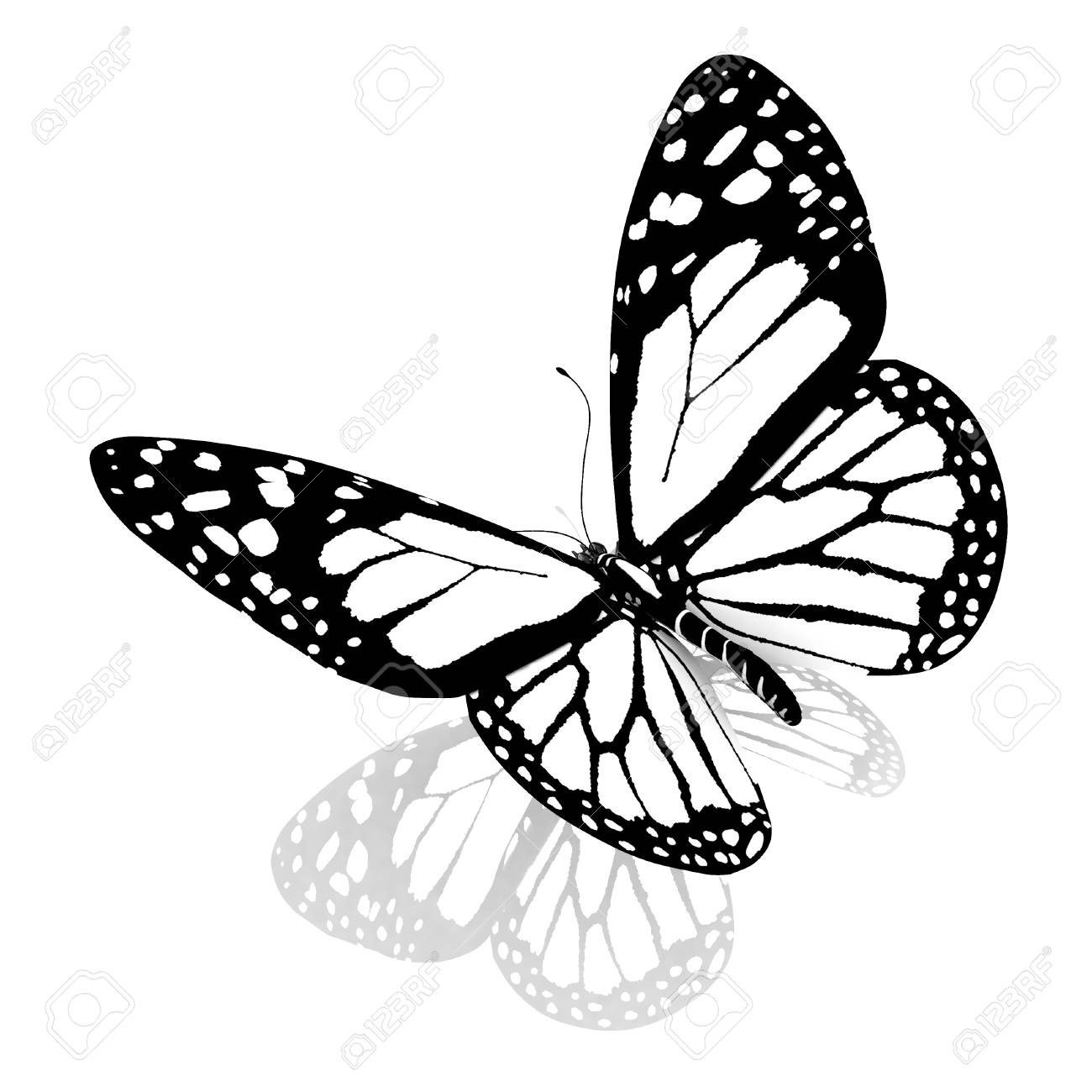 Black And White Beautiful Butterfly High Quality Rendering Stock