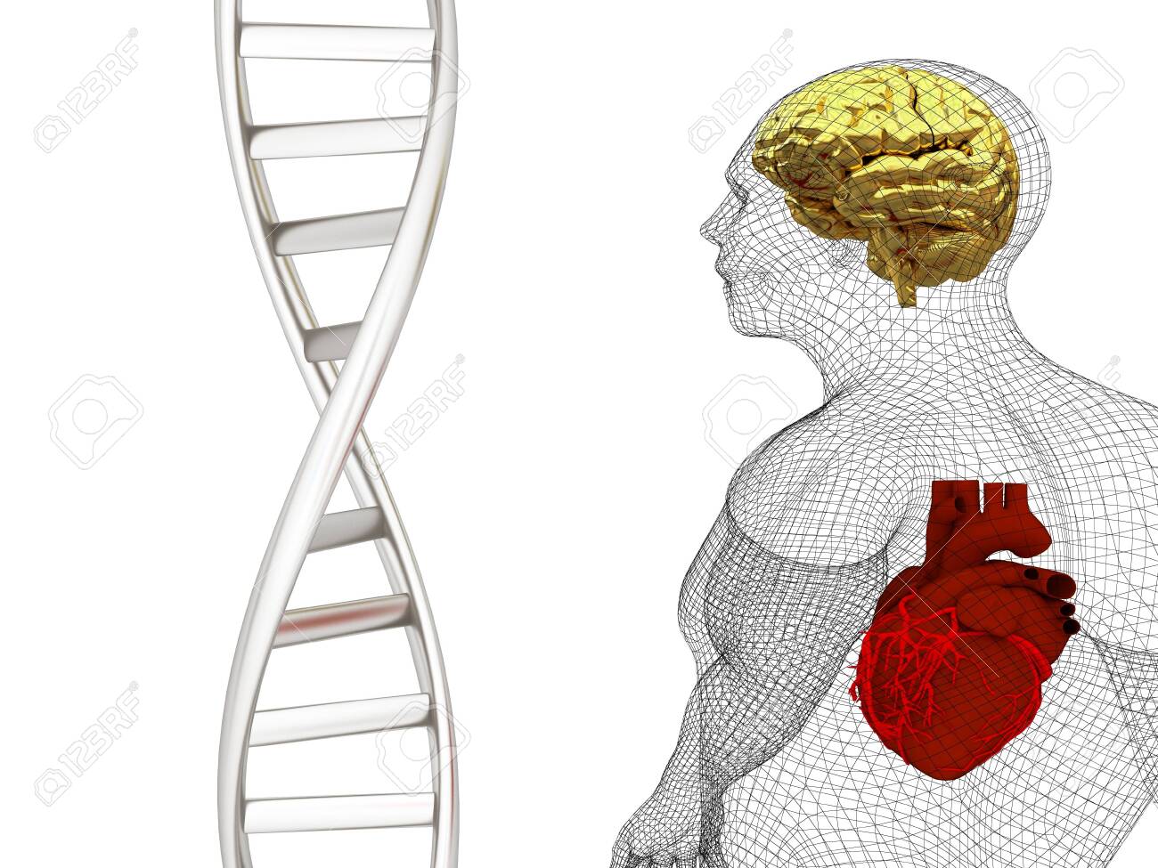 3d Medical Background With Dna Strands And Wire Human Body Model