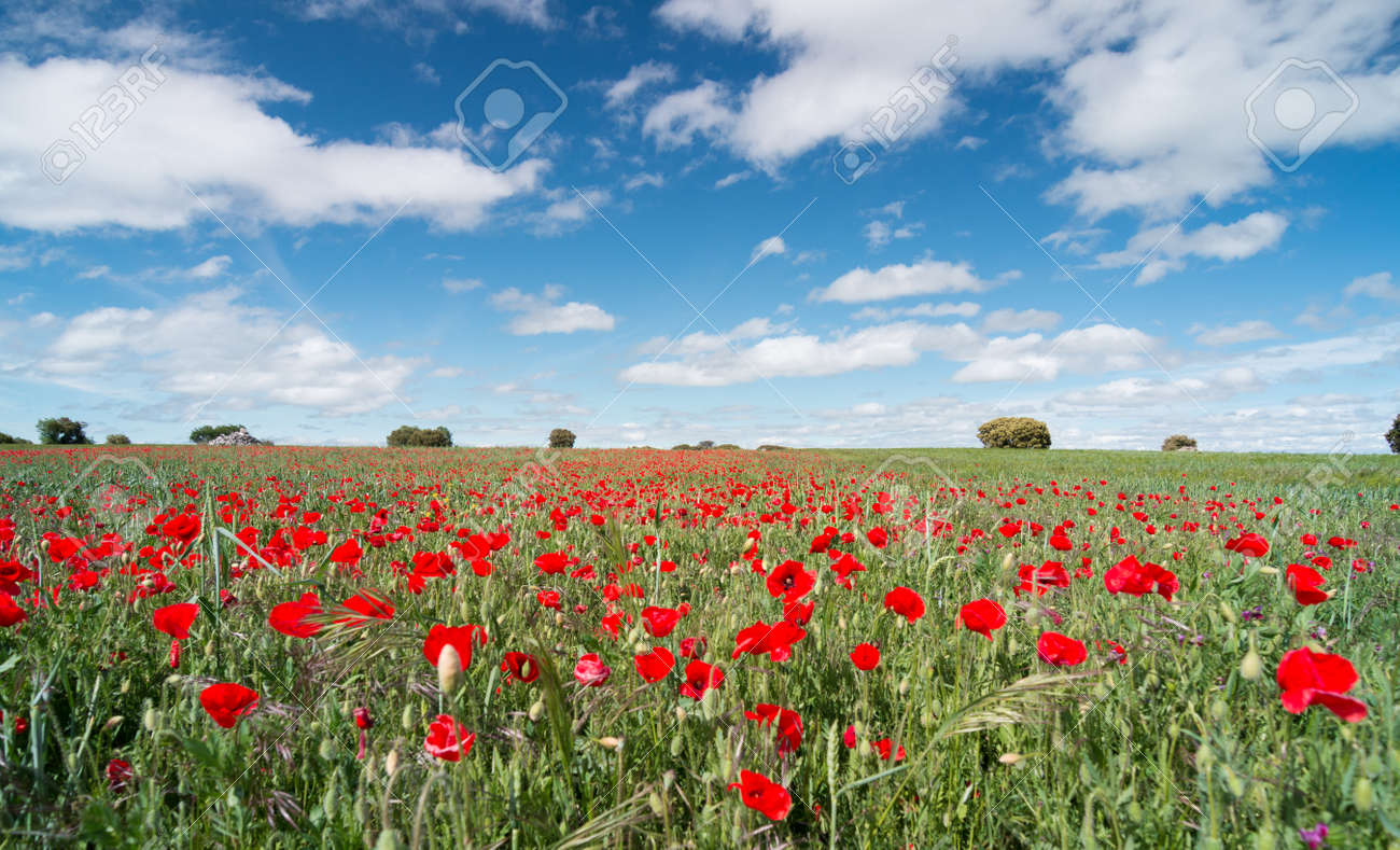 Beautiful red poppy flowers in a field with a blue sky - 125789655 Beautiful red poppy flowers in a field with a blue sky - 125789655
