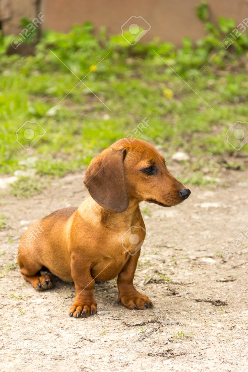 ポンチ目 犬 ダックスフント】20cm フランス 犬 ヴィンテージ 茶色