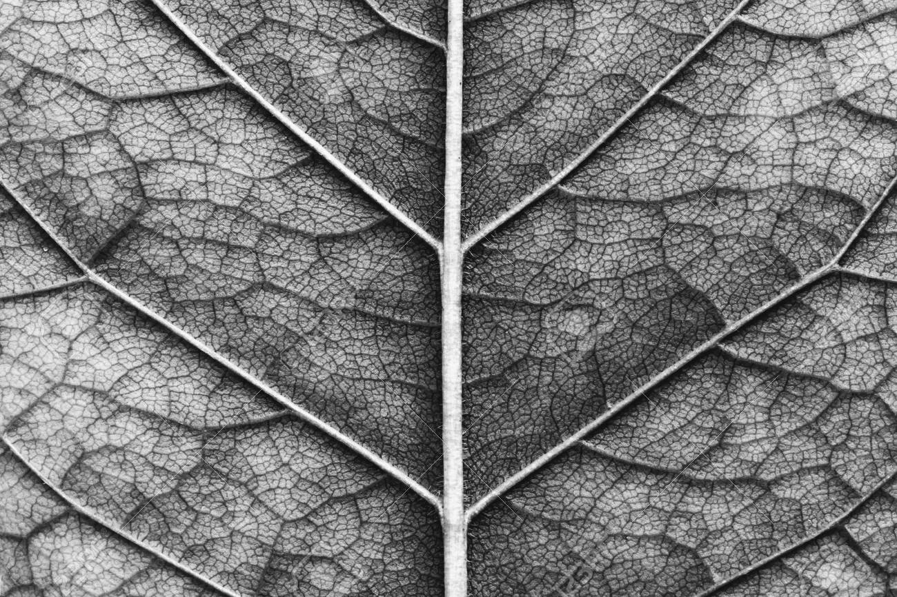 Close up of macro texture of leaf black and white photo stock photo