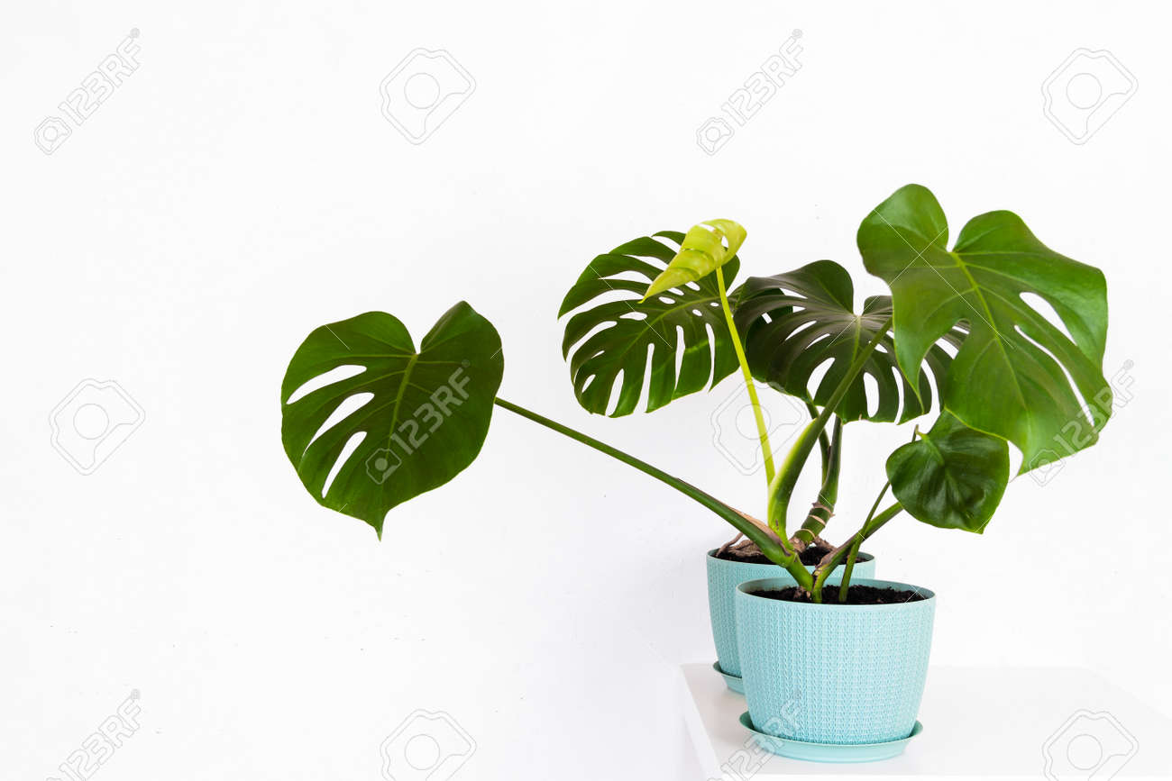 green tropical monstera plant in a flower pot on a table against a white wall - 165440046 green tropical monstera plant in a flower pot on a table against a white wall - 165440046
