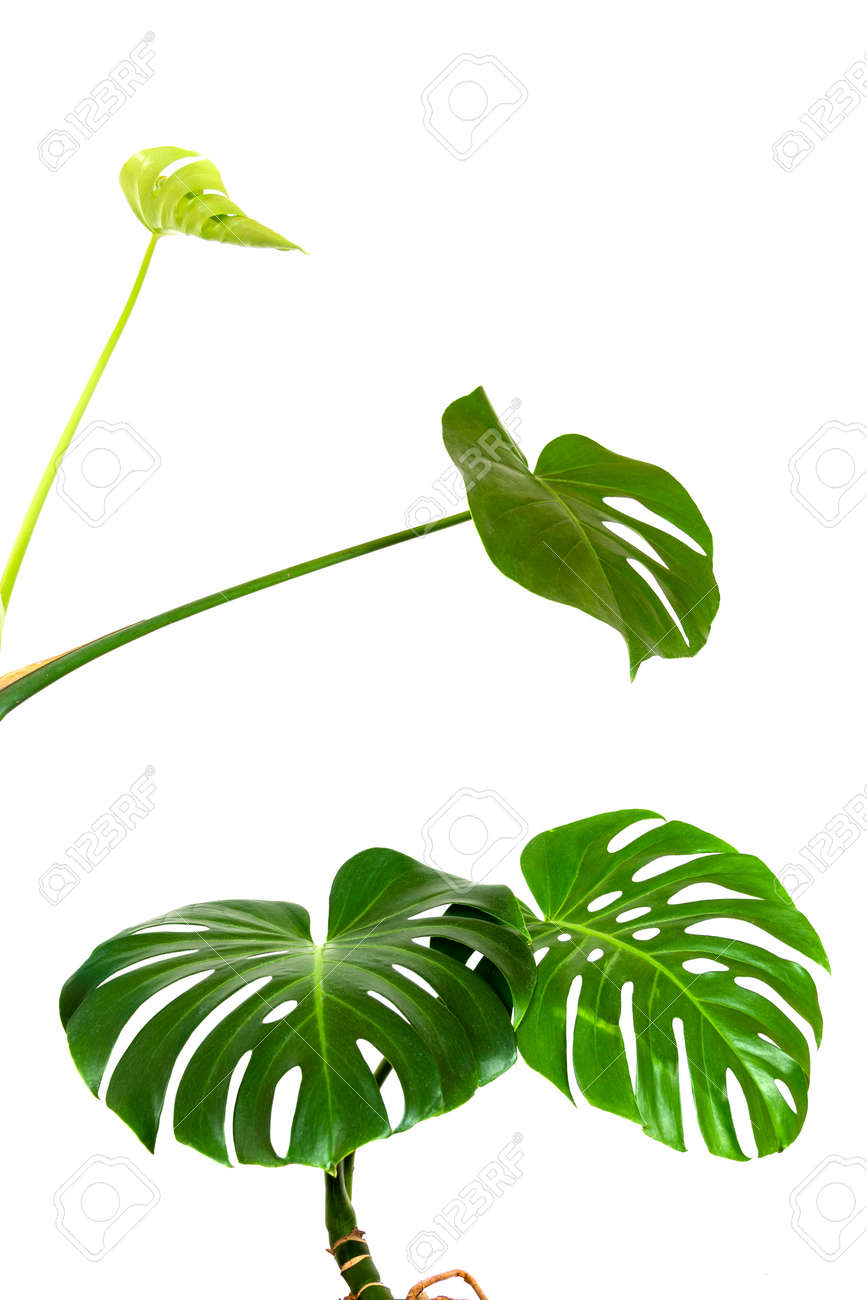 a green leaves and a young sprout of a tropical monstera plant isolated on a white background - 165439933 a green leaves and a young sprout of a tropical monstera plant isolated on a white background - 165439933