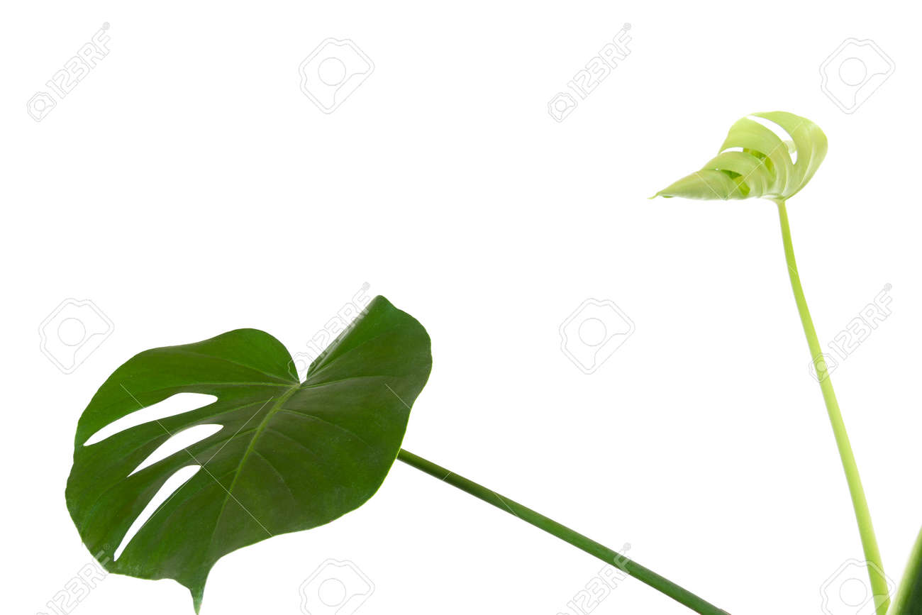 a green leaf and a young sprout of a tropical monstera plant isolated on a white background with a copy space - 165440104 a green leaf and a young sprout of a tropical monstera plant isolated on a white background with a copy space - 165440104
